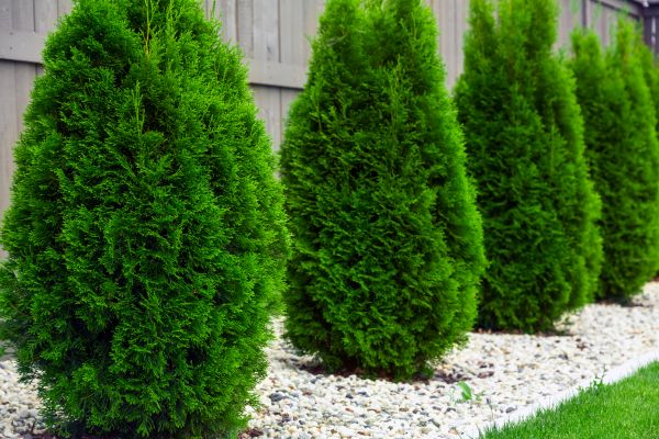 Arborvitae Planting in Danbury