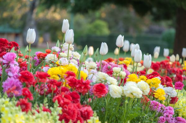 Gardening Service in Danbury