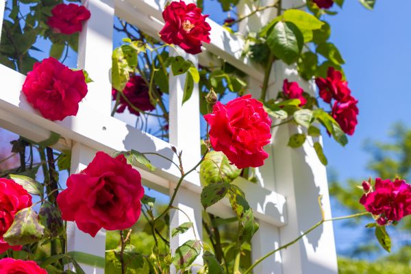 Home Gardening Service in Danbury