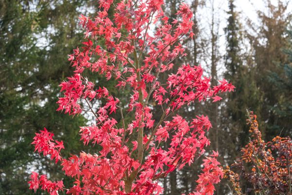 Japanese Maple Planting in Danbury