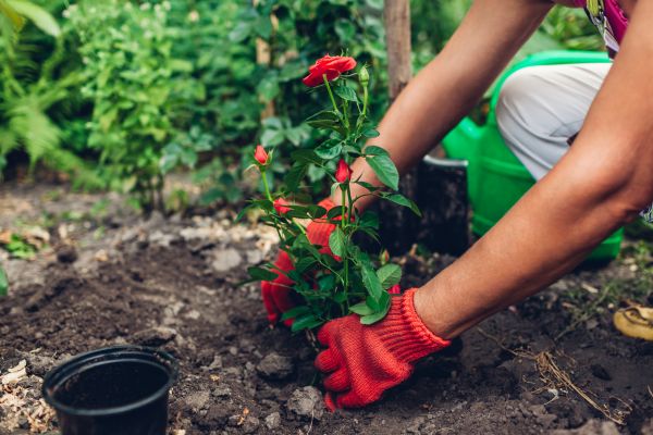 Planting Service in Danbury