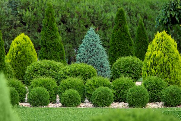 Shrub Replacement in Danbury