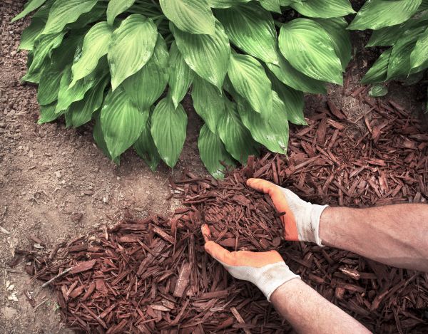 Shredded Mulch Service in Danbury