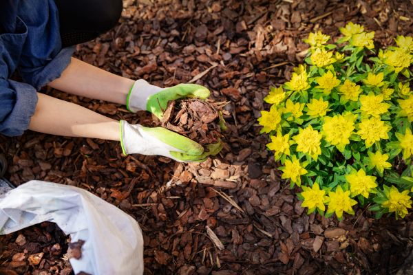 Pine Bark Mulch Installation in Danbury