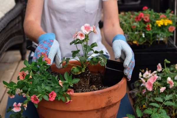 Plant Care Service in Danbury