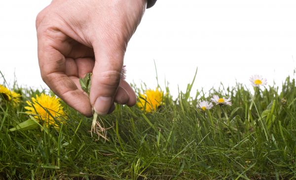 Lawn Weeding in Danbury