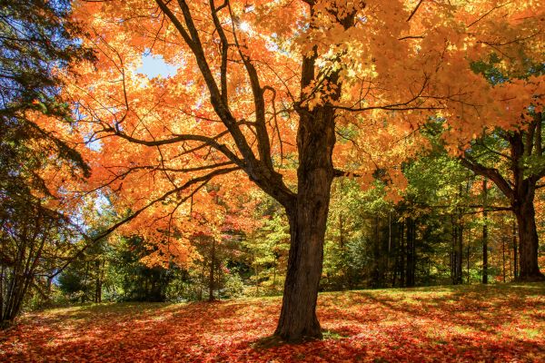 Maple Tree Planting in Danbury