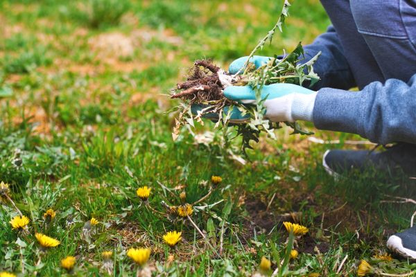 Flower Bed Clearing in Danbury