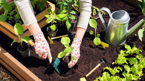 Garden Bed Installation in Danbury