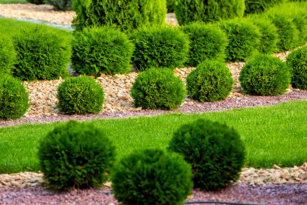 Bush Replacement in Danbury