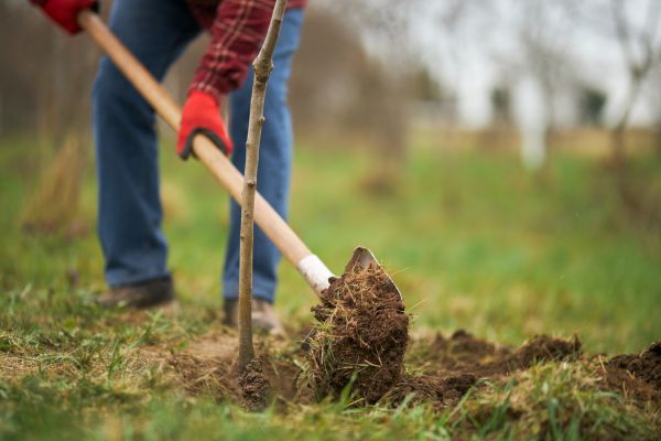 Trees Planting in Danbury