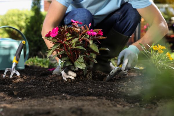 Plant Replacement in Danbury