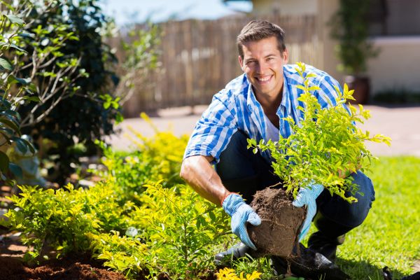 Shrub Landscaping in Danbury