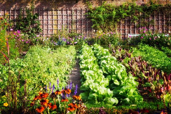 Garden Planting Service in Danbury