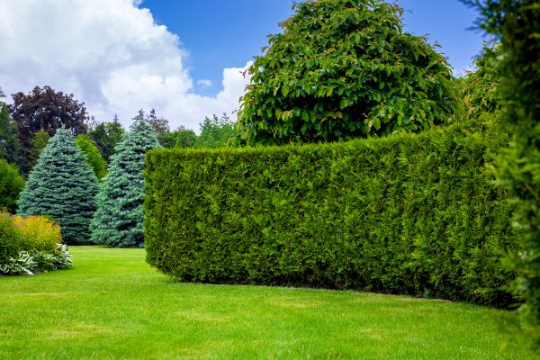 Hedge Landscaping in Danbury