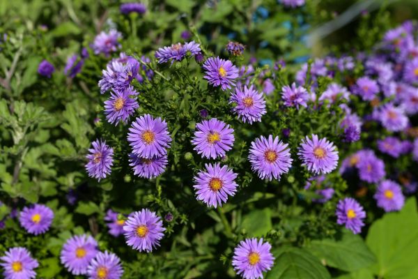 Perennial Flower Planting in Danbury
