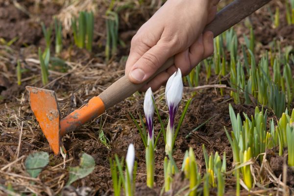 Flower Garden Weeding in Danbury