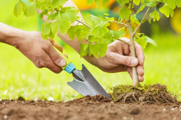 Fruit Tree Planting in Danbury