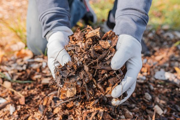 Shredded Mulch Installation in Danbury