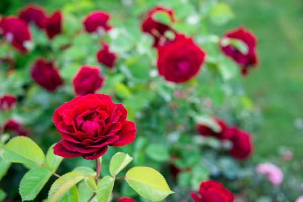 Rose Planting in Danbury
