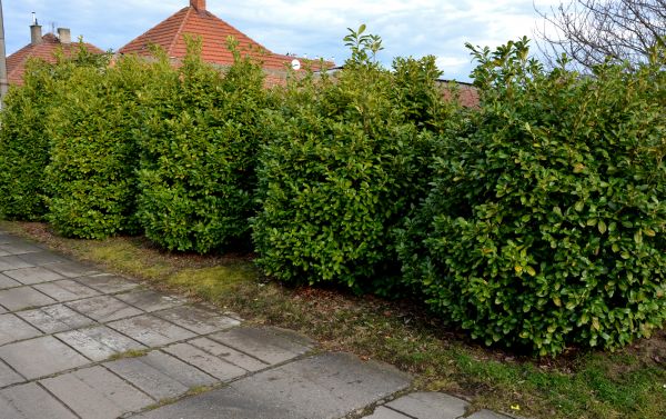 Privacy Shrub Installation in Danbury