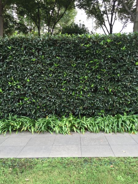 Privacy Shrub Planting in Danbury