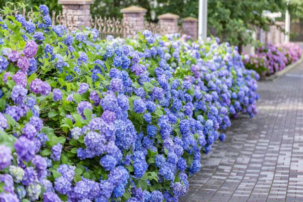 Hydrangea Landscaping in Danbury