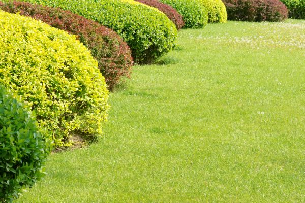 Shrubbery Planting in Danbury
