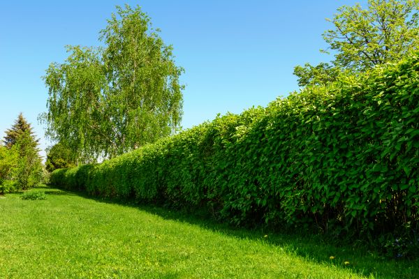 Hedge Replacement in Danbury