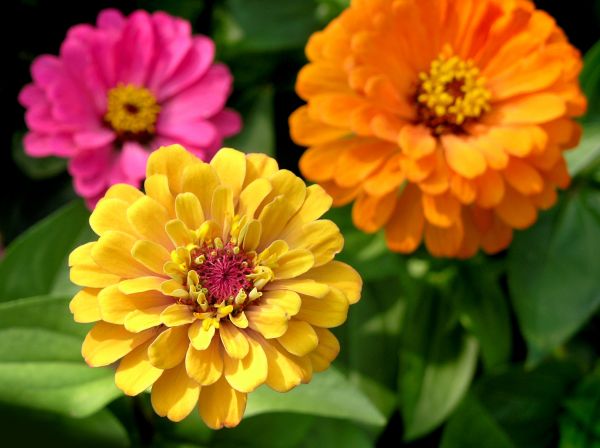 Zinnia Planting in Danbury
