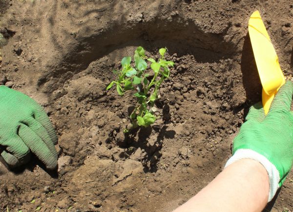Rose Bush Planting in Danbury