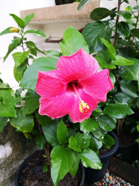 Hibiscus Planting in Danbury