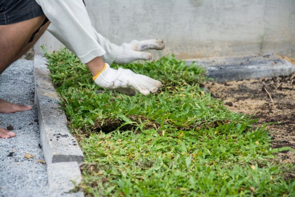 Ground Cover Planting in Danbury