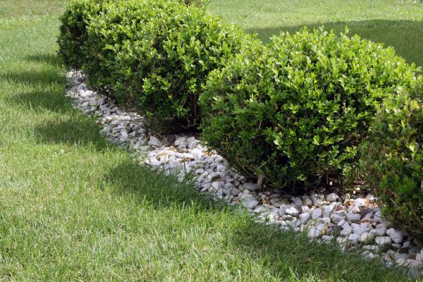 Boxwood Planting in Danbury