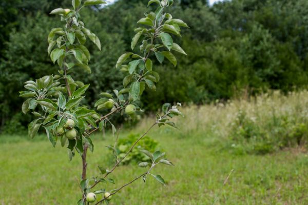 Apple Tree Planting in Danbury